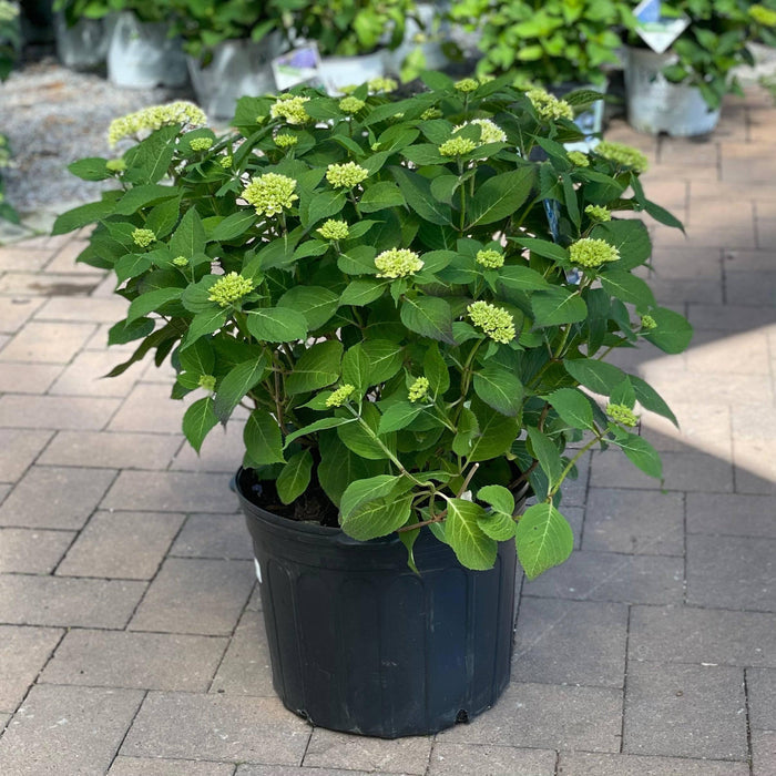 Hydrangea - Endless Summer - 7 gallon - Hicks Nurseries
