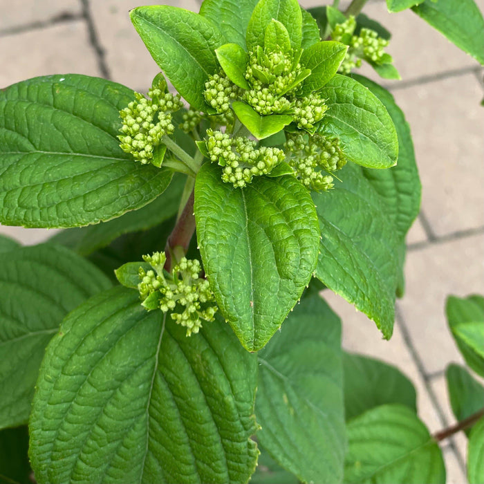 Hydrangea - Fire Light® - 3 gallon - Hicks Nurseries