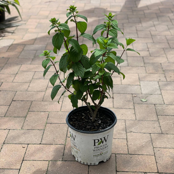 Hydrangea - Fire Light® - 3 gallon - Hicks Nurseries