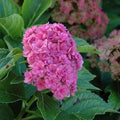 Hydrangea - Forever & Ever® Together - 3 gallon - Hicks Nurseries