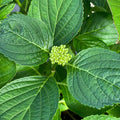 Hydrangea - LA Dreamin'® 5 gallon - Hicks Nurseries