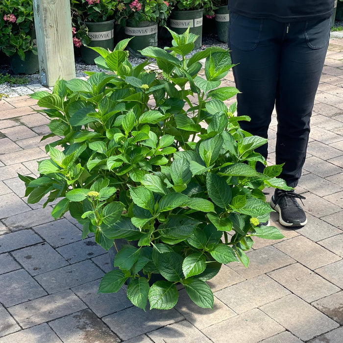 Hydrangea - LA Dreamin'® 5 gallon - Hicks Nurseries