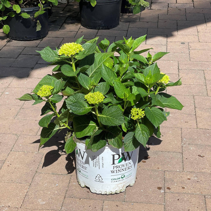 Hydrangea - Let's Dance® Blue Jangles® - 3 gallon - Hicks Nurseries
