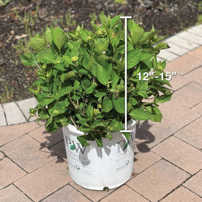 Hydrangea - Let's Dance® Rave® - 5 gallon - Hicks Nurseries