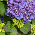 Hydrangea - Let's Dance® Rhythmic Blue® - 7 gallon - Hicks Nurseries