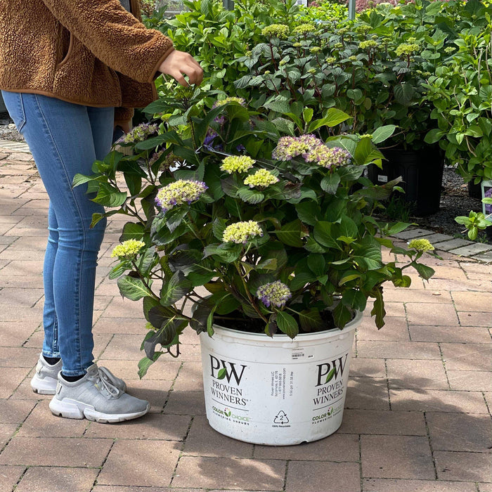 Hydrangea - Let's Dance® Rhythmic Blue® - 7 gallon - Hicks Nurseries