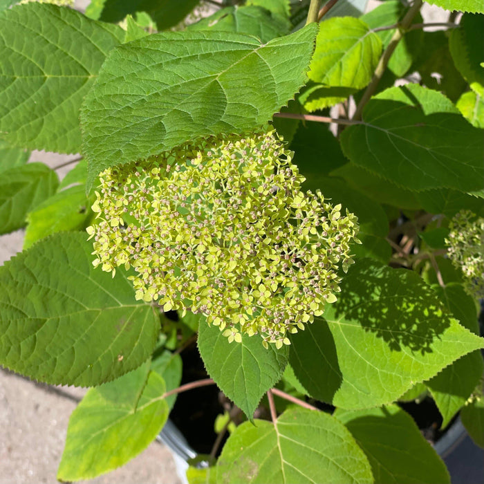 Hydrangea  - Lime Rickey - 3 gallon - Hicks Nurseries