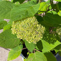 Hydrangea  - Lime Rickey - 3 gallon - Hicks Nurseries