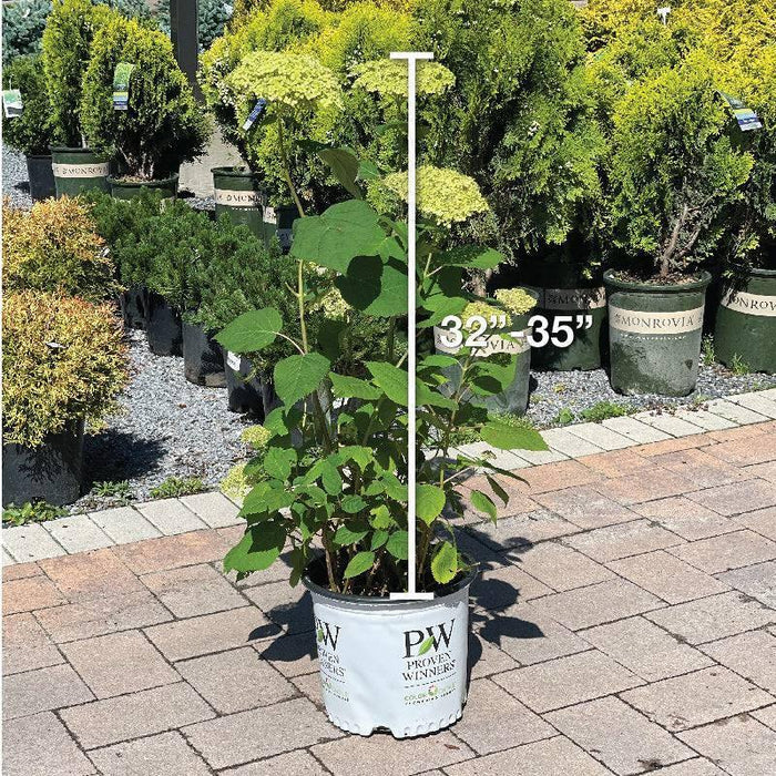 Hydrangea  - Lime Rickey - 3 gallon - Hicks Nurseries