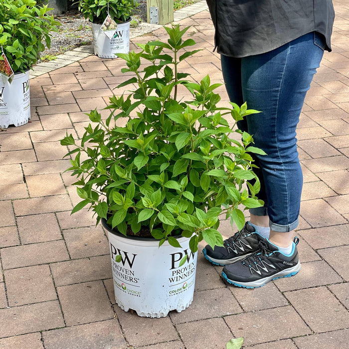 Hydrangea - Limelight - 5 gallon - Hicks Nurseries
