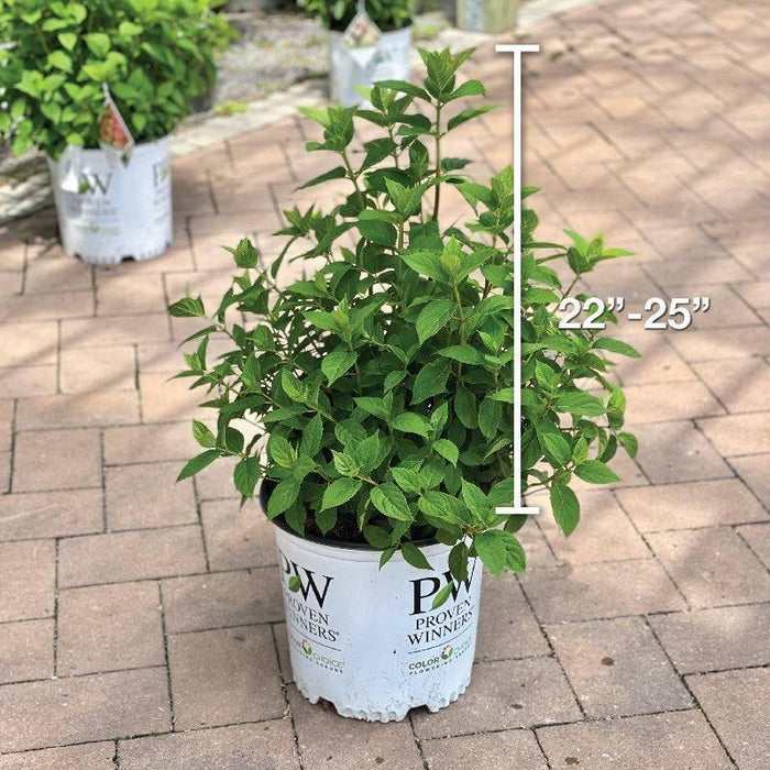 Hydrangea - Limelight - 5 gallon - Hicks Nurseries