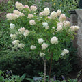 Hydrangea - Limelight Tree - 10 gallon - Hicks Nurseries