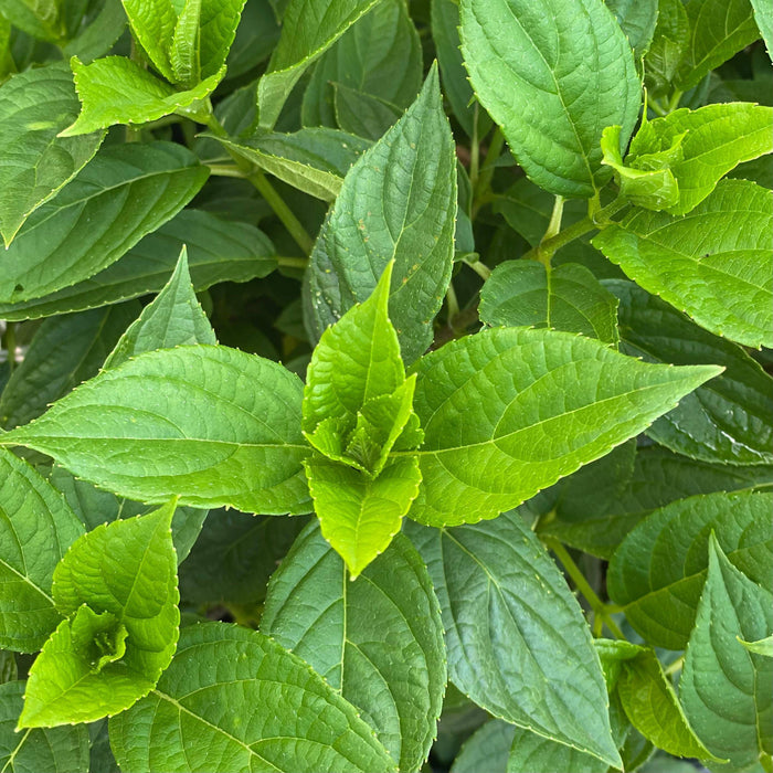 Hydrangea - Little Lime - 3 gallon - Hicks Nurseries