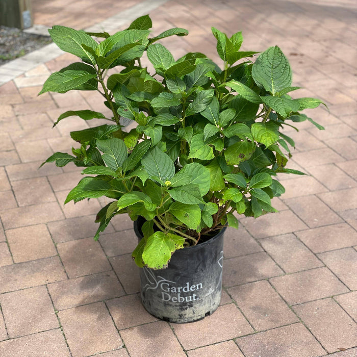 Hydrangea - Nantucket Blue - 5 gallon - Hicks Nurseries
