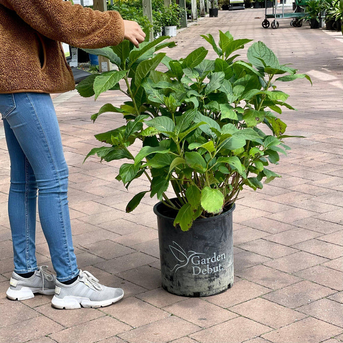 Hydrangea - Nantucket Blue - 5 gallon - Hicks Nurseries