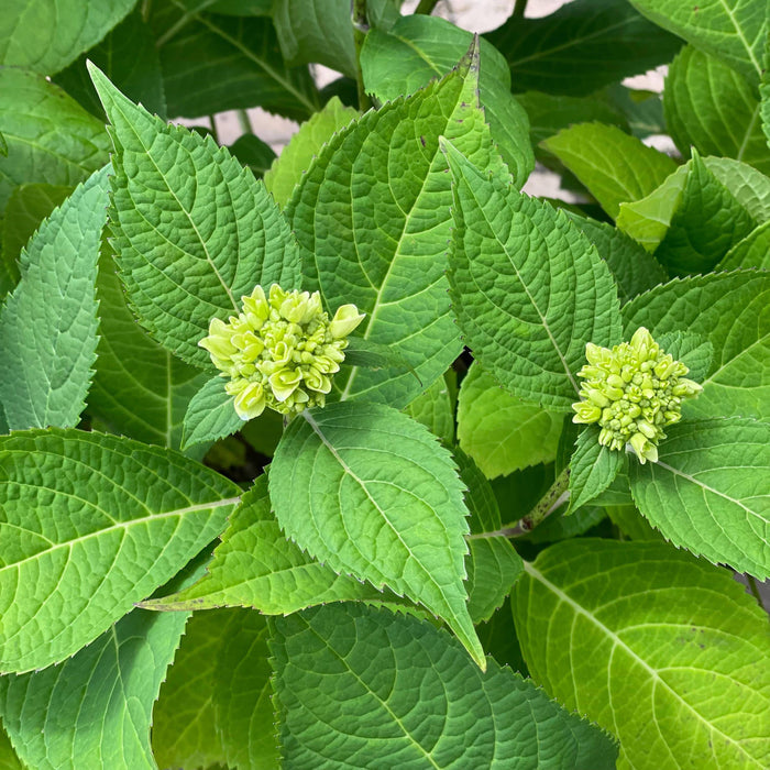 Hydrangea - Nantucket Blue™  - 7 gallon - Hicks Nurseries