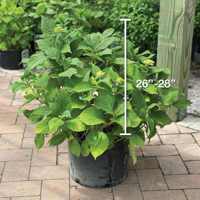 Hydrangea - Nantucket Blue™  - 7 gallon - Hicks Nurseries