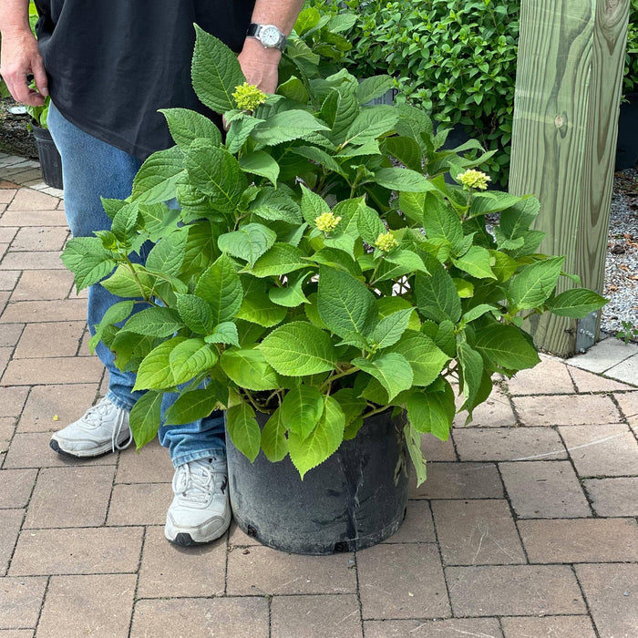 Hydrangea - Nantucket Blue™  - 7 gallon - Hicks Nurseries