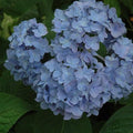 Hydrangea - Nikko Blue - 5 gallon - Hicks Nurseries