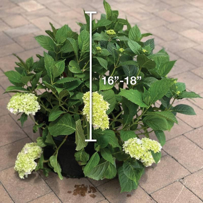 Hydrangea - Nikko Blue - 5 gallon - Hicks Nurseries