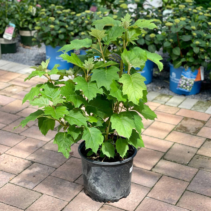 Hydrangea - Oakleaf Alice - 3 gallon - Hicks Nurseries