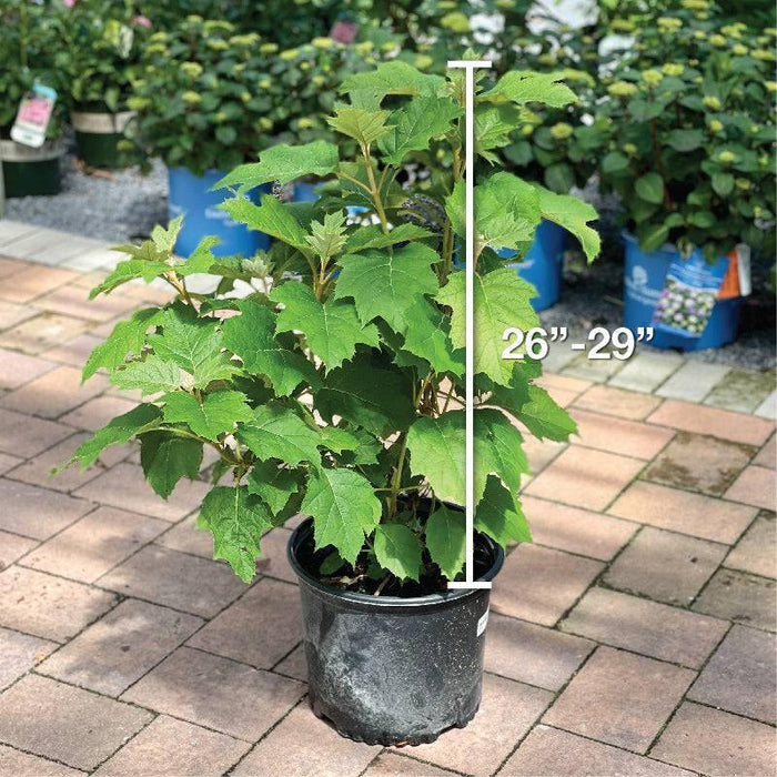 Hydrangea - Oakleaf Alice - 3 gallon - Hicks Nurseries