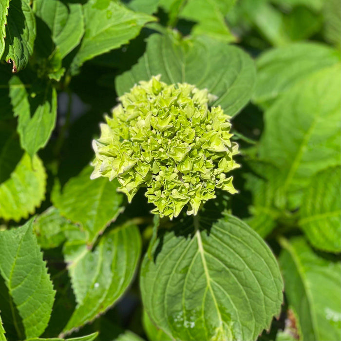 Hydrangea - Penny Mac - 3 gallon - Hicks Nurseries