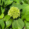 Hydrangea - Penny Mac - 3 gallon - Hicks Nurseries