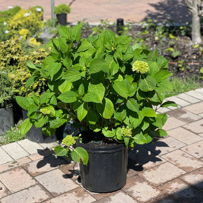 Hydrangea - Penny Mac - 3 gallon - Hicks Nurseries