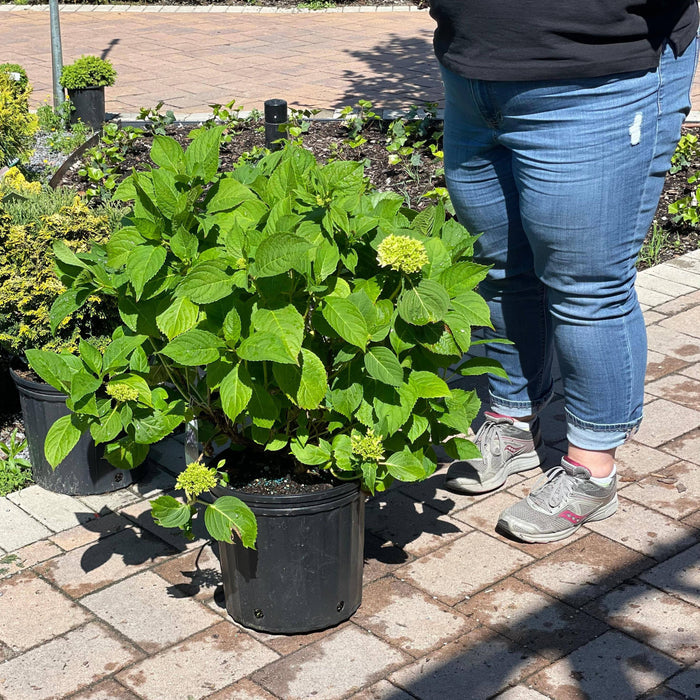 Hydrangea - Penny Mac - 3 gallon - Hicks Nurseries