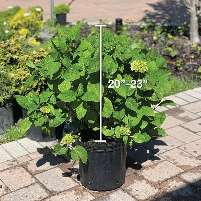 Hydrangea - Penny Mac - 3 gallon - Hicks Nurseries