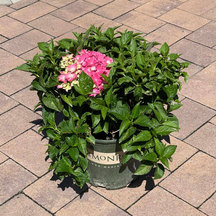 Hydrangea - Pink Elf - 2 gallon - Hicks Nurseries
