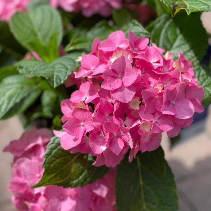Hydrangea - Pink Splendor - 2 gallon - Hicks Nurseries