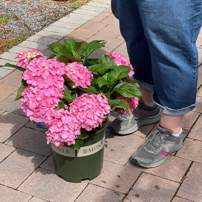 Hydrangea - Pink Splendor - 2 gallon - Hicks Nurseries