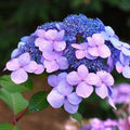 Hydrangea - Twist-n-Shout® - 5 gallon - Hicks Nurseries