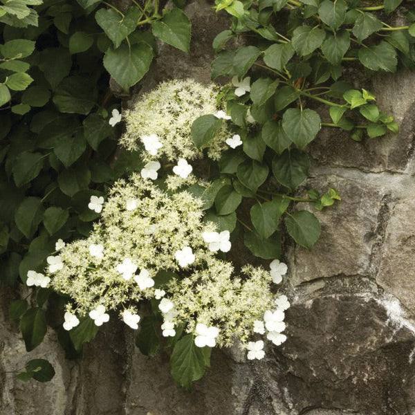 The Pickup & Local Delivery Only Hydrangea – Climbing (3 gallon, staked) features green leaves and white lacecap flowers that grow beautifully against a stone wall, attracting butterflies and enhancing your outdoor space.