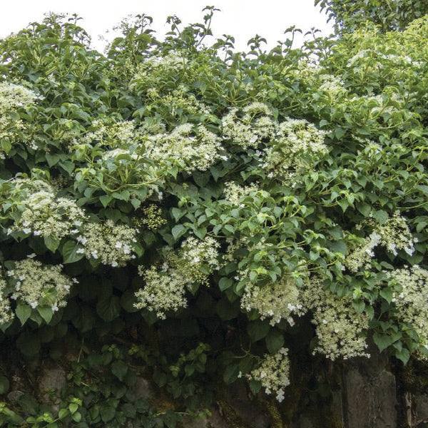 Dense green foliage and clusters of showy flowers from the Pickup & Local Delivery Only Hydrangea – Climbing - 5 gallon staked cascade over walls, creating a lush scene that attracts butterflies.