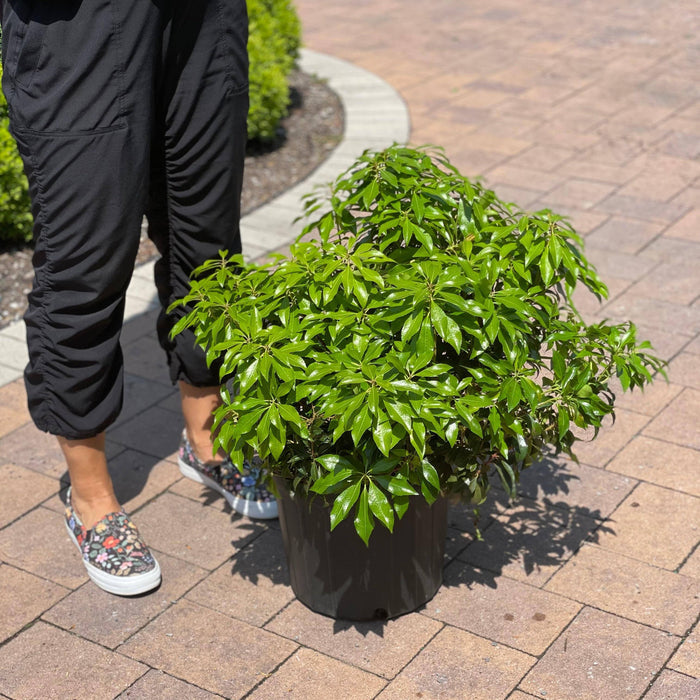 Japanese Andromeda - Dorothy Wycoff - 3 gallon - Hicks Nurseries