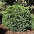 Japanese Cedar - Dwarf Globe - 3 gallon - Hicks Nurseries