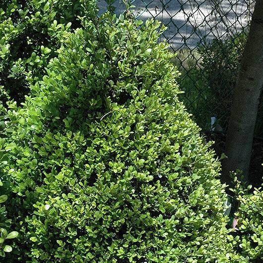 Japanese Holly - Compacta - 3 gallon - Hicks Nurseries