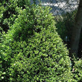Japanese Holly - Compacta - 3 gallon - Hicks Nurseries
