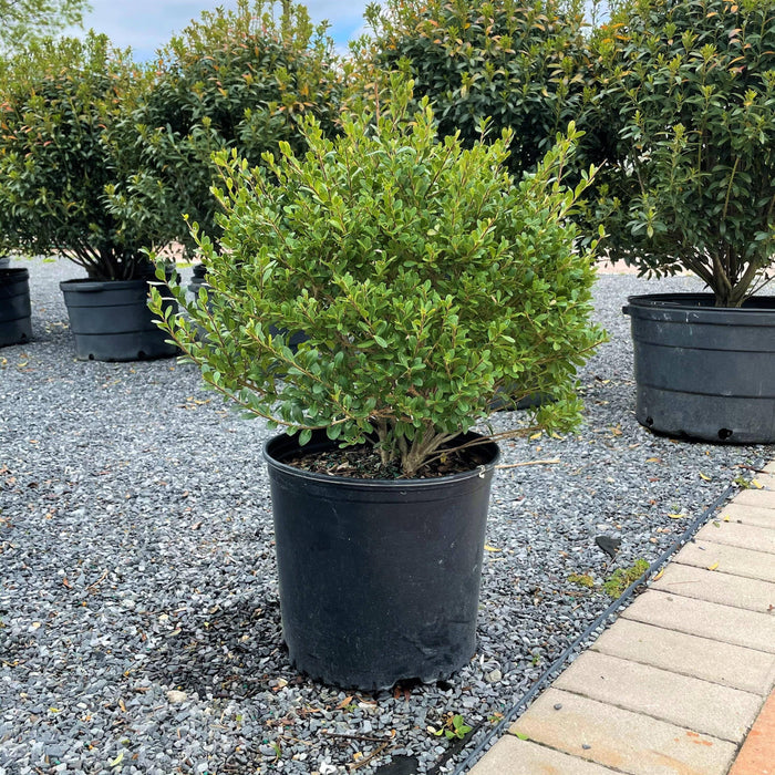 Japanese Holly - Compacta - 3 gallon - Hicks Nurseries