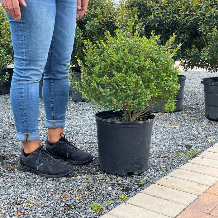 Japanese Holly - Compacta - 3 gallon - Hicks Nurseries