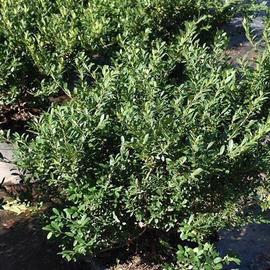 Japanese Holly - Hoogendorn - 3 gallon - Hicks Nurseries