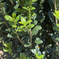 Japanese Holly - Sky Pencil - 7 gallon - Hicks Nurseries