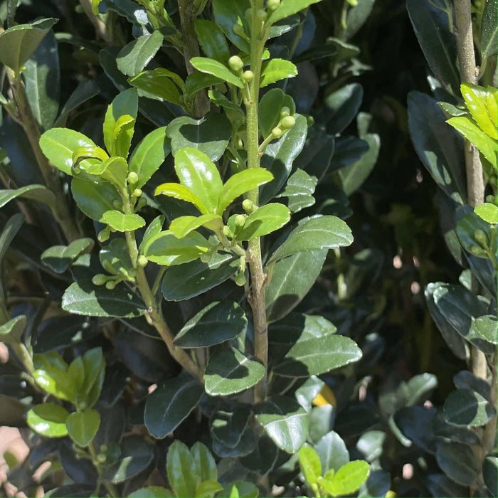 Japanese Holly - Sky Pencil - 7 gallon - Hicks Nurseries