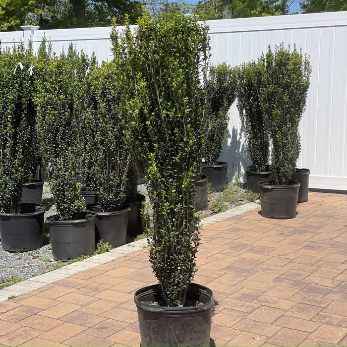 Japanese Holly - Sky Pencil - 7 gallon - Hicks Nurseries