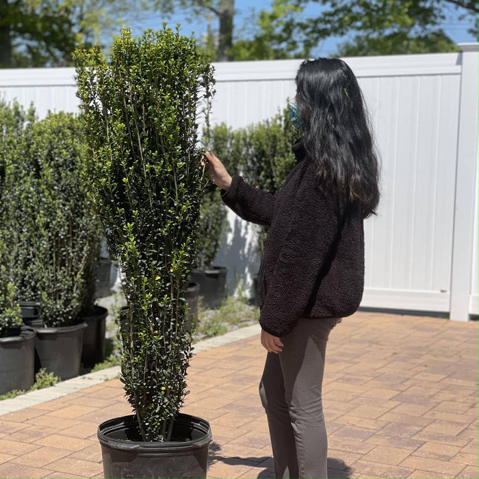 Japanese Holly - Sky Pencil - 7 gallon - Hicks Nurseries