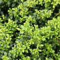 Japanese Holly - Soft Touch - 3 gallon - Hicks Nurseries