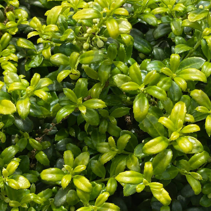 Japanese Holly - Soft Touch - 3 gallon - Hicks Nurseries